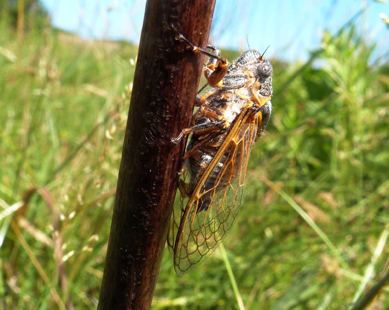 Cicala in deposizione?